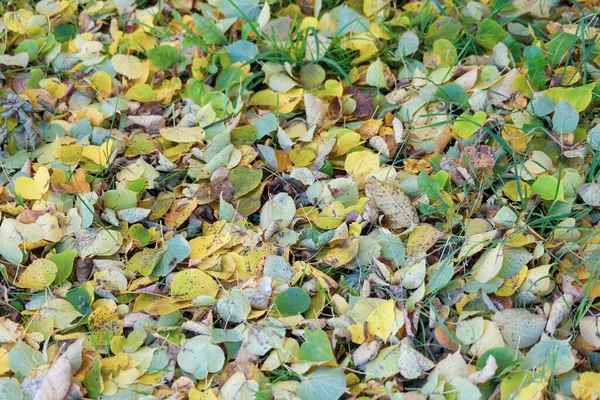 Prachtige Herfstbladeren Van Bomen Oktober — Stockfoto