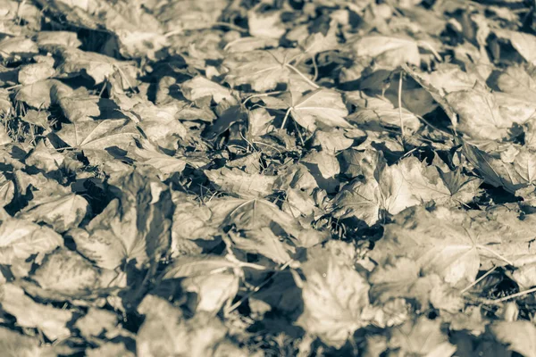 Ekim 'de güzel sonbahar yaprakları