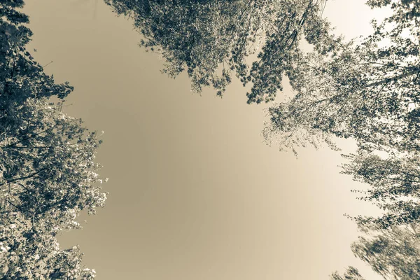 Красивые Осенние Листья Деревьев Октябре — стоковое фото