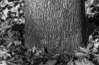 Arka plan için parktaki yaşlı bir ağacın kabuğunun dokusu.