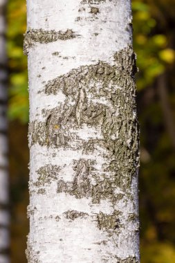 Arka plan için parktaki eski huş ağacının kabuk dokusu