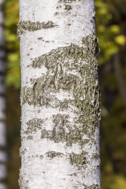 Arka plan için parktaki eski huş ağacının kabuk dokusu