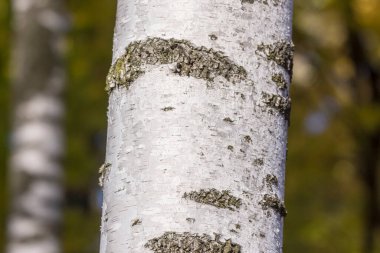 Arka plan için parktaki eski huş ağacının kabuk dokusu