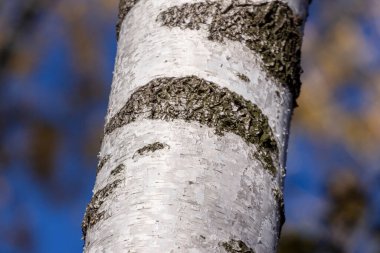 Arka plan için parktaki eski huş ağacının kabuk dokusu