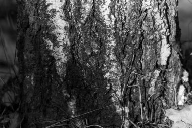 Arka plan için parktaki eski huş ağacının kabuk dokusu