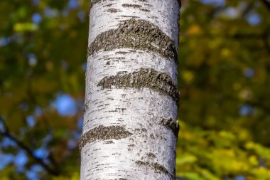 Arka plan için parktaki eski huş ağacının kabuk dokusu