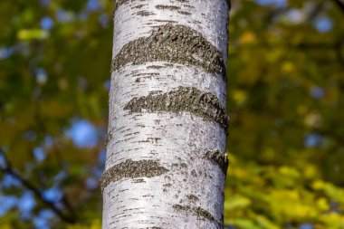 Arka plan için parktaki eski huş ağacının kabuk dokusu