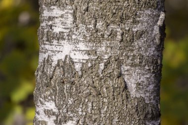 Arka plan için parktaki eski huş ağacının kabuk dokusu