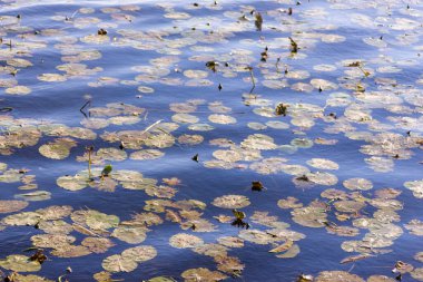 Göldeki bir fırtına sırasında dalgaların dokusu