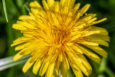 Ekim ayında sonbahar sarı karahindiba çiçeği