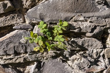 Arkaplan için şömine duvarı dokusu