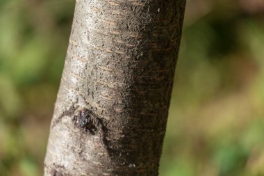 Arka plan için parktaki yaşlı bir ağacın kabuğunun dokusu.