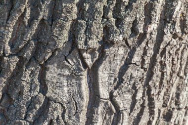 Arka plan için parktaki yaşlı bir ağacın kabuğunun dokusu.