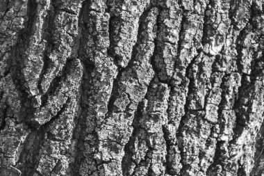 Arka plan için parktaki yaşlı bir ağacın kabuğunun dokusu.