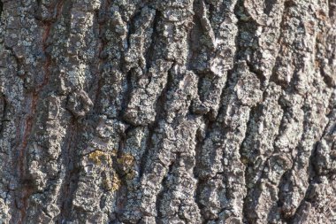 Arka plan için parktaki yaşlı bir ağacın kabuğunun dokusu.