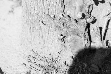 Arka plan için parktaki yaşlı bir ağacın kabuğunun dokusu.