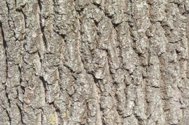 Arka plan için parktaki yaşlı bir ağacın kabuğunun dokusu.