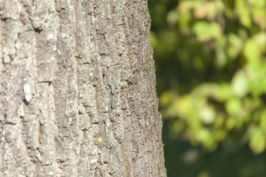 Arka plan için parktaki yaşlı bir ağacın kabuğunun dokusu.