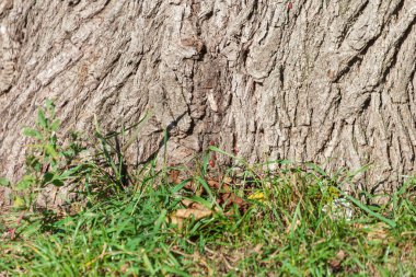 Arka plan için parktaki yaşlı bir ağacın kabuğunun dokusu.