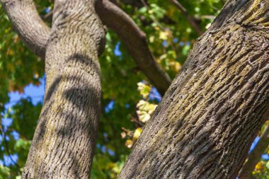 Arka plan için parktaki yaşlı bir ağacın kabuğunun dokusu.