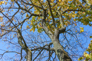 Arka plan için parktaki yaşlı bir ağacın kabuğunun dokusu.