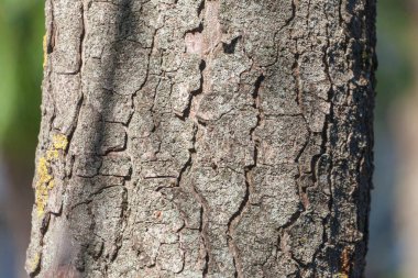 Arka plan için parktaki yaşlı bir ağacın kabuğunun dokusu.