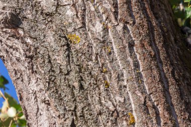 Arka plan için parktaki yaşlı bir ağacın kabuğunun dokusu.