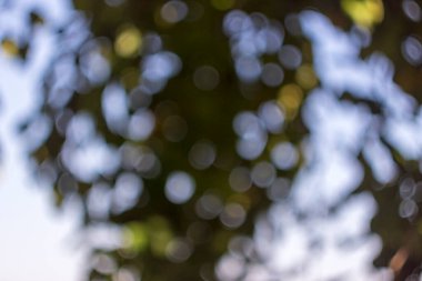 Renkli ışık ışınları ve parıltı bahçedeki sönük ışıkta.