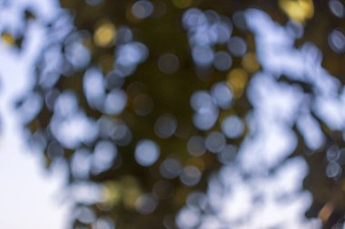 Renkli ışık ışınları ve parıltı bahçedeki sönük ışıkta.