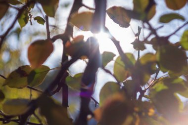 Renkli ışık ışınları ve parıltı bahçedeki sönük ışıkta.