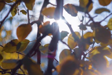 Renkli ışık ışınları ve parıltı bahçedeki sönük ışıkta.