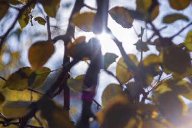 Renkli ışık ışınları ve parıltı bahçedeki sönük ışıkta.