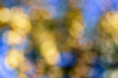 Renkli ışık ışınları ve parıltı bahçedeki sönük ışıkta.