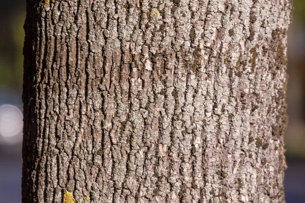 Текстура Коры Старого Дерева Парке Заднего Плана — стоковое фото