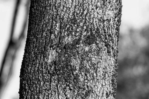 배경을 공원에 나무의 껍질의 — 스톡 사진