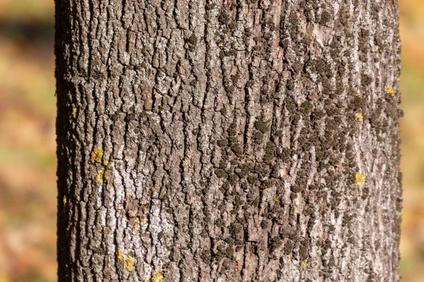 Textuur Van Schors Van Een Oude Boom Het Park Voor — Stockfoto