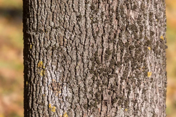 公园里一棵老树树皮的质地 用作背景 — 图库照片