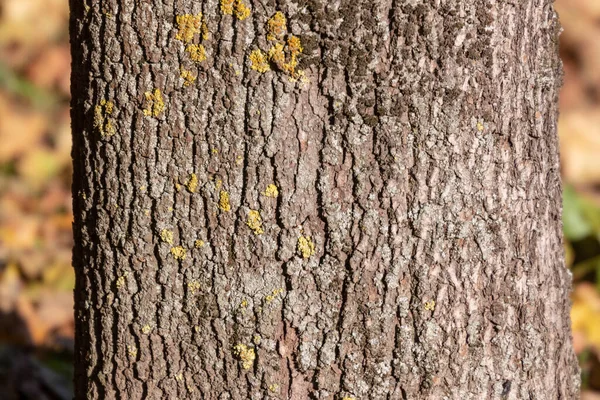 Die Textur Der Rinde Eines Alten Baumes Park Für Hintergründe — Stockfoto