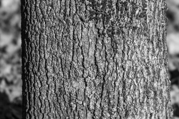 Texture Écorce Vieil Arbre Dans Parc Pour Milieux — Photo