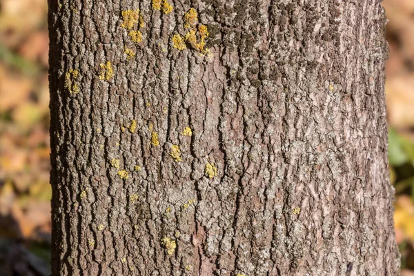 Textura Casca Uma Árvore Velha Parque Para Fundos — Fotografia de Stock