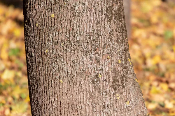 Die Textur Der Rinde Eines Alten Baumes Park Für Hintergründe — Stockfoto