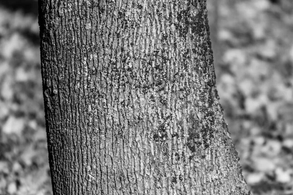 Textura Casca Uma Árvore Velha Parque Para Fundos — Fotografia de Stock