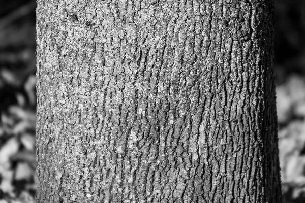 Arka Plan Için Parktaki Yaşlı Bir Ağacın Kabuğunun Dokusu — Stok fotoğraf