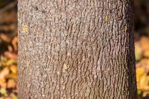 Textura Casca Uma Árvore Velha Parque Para Fundos — Fotografia de Stock