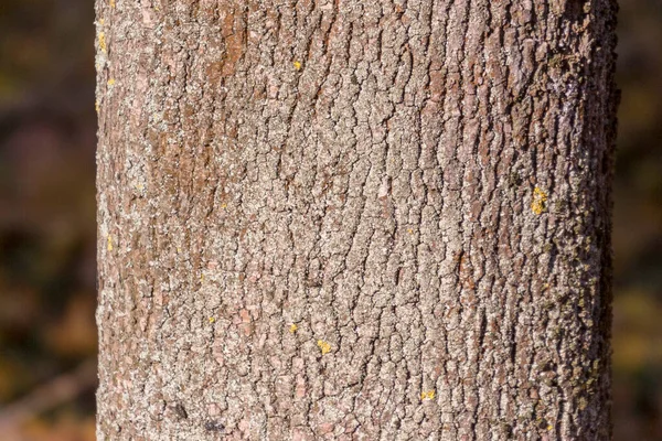 Textura Corteza Árbol Viejo Parque Para Fondos —  Fotos de Stock