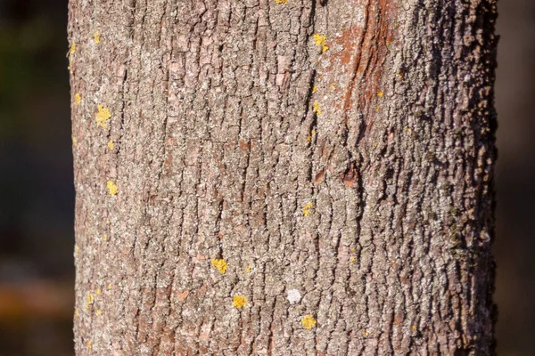 公園内の古い木の樹皮の質感を背景に — ストック写真