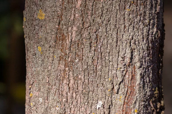 Textuur Van Schors Van Een Oude Boom Het Park Voor — Stockfoto