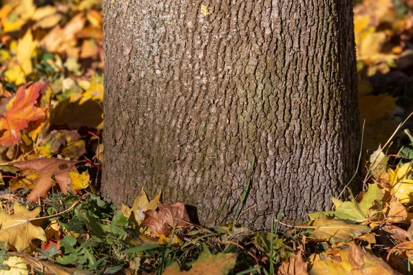 Textura Corteza Árbol Viejo Parque Para Fondos — Foto de Stock