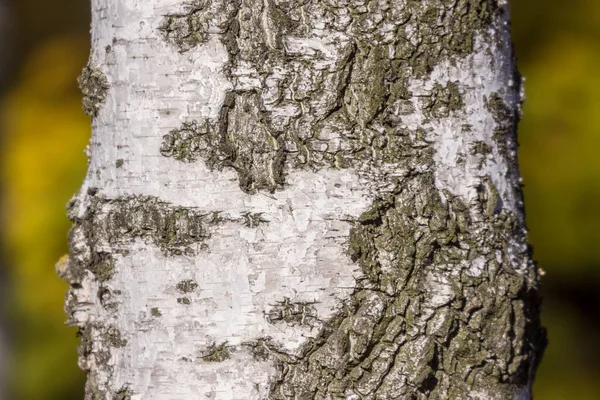 Arka Plan Için Parktaki Eski Huş Ağacının Kabuk Dokusu — Stok fotoğraf