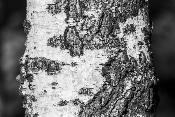 Arka Plan Için Parktaki Eski Huş Ağacının Kabuk Dokusu — Stok fotoğraf